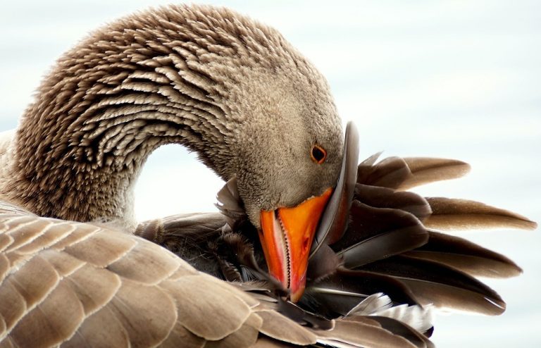 Caption This: What is this goose thinking?