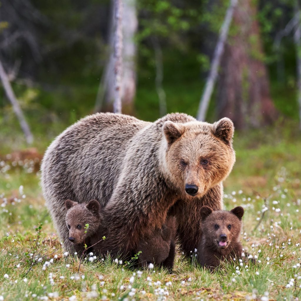 BBC Earth - Mama bear 🐻 ⁣ The term mama bear doesn't come from nowhere.  Solitary animals, grizzly bears (Ursus arctos horribilis) are not usually  seen living close together, but do so