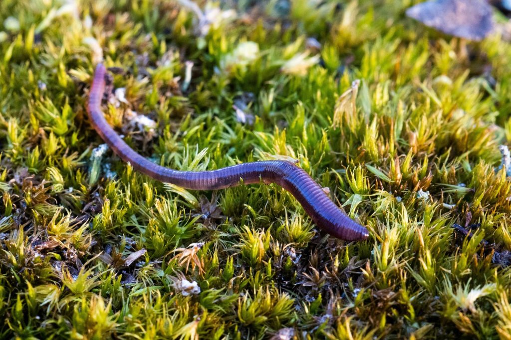 Enormous Earthworm Gross Out Article for Students