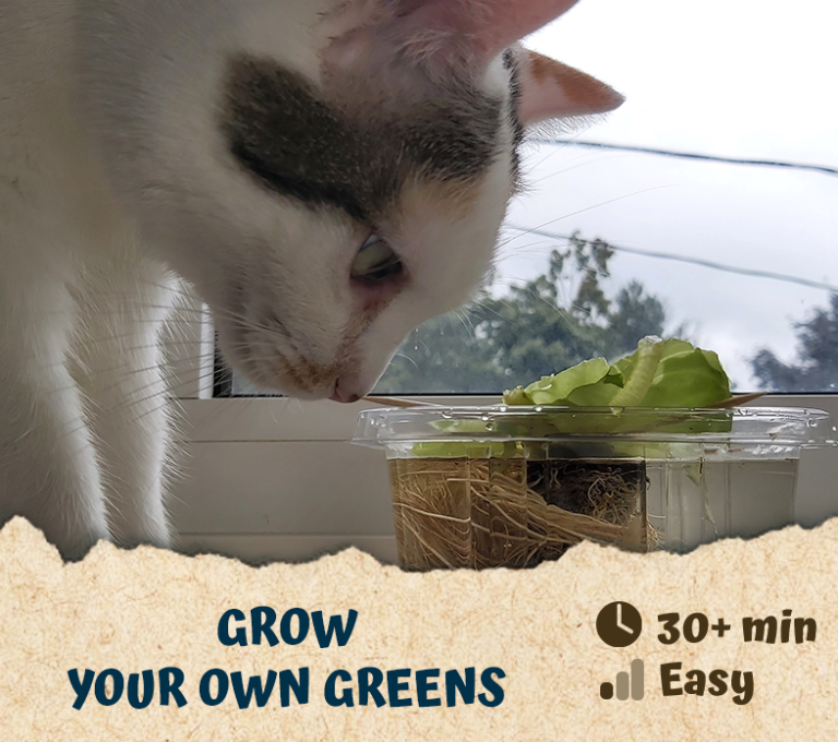 Grow Your Own Greens