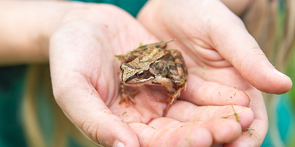 Kid holding frog