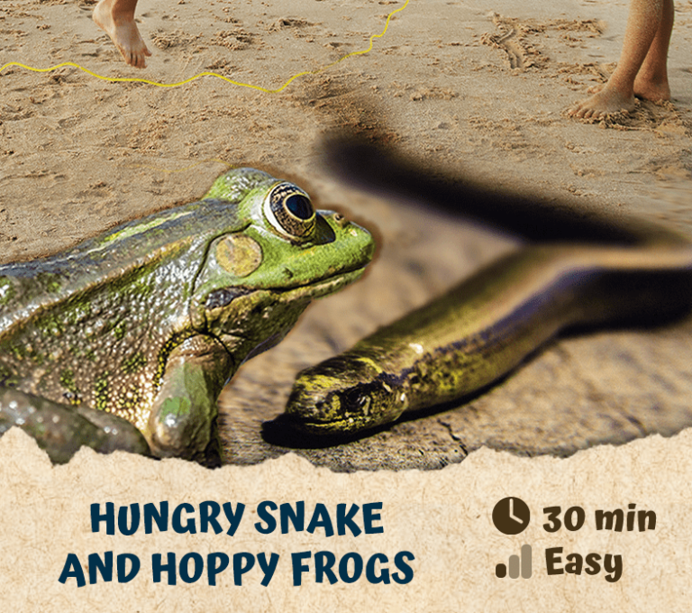 Hungry Snake and Hoppy Frogs