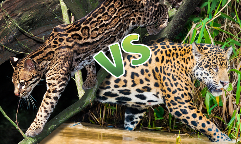 Adelia Goodwin’s Secret Journal – Jaguars VS Ocelots