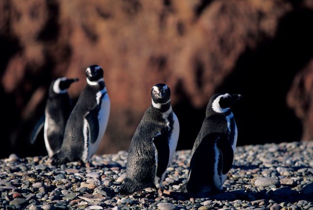 An Ancient Penguin Colony