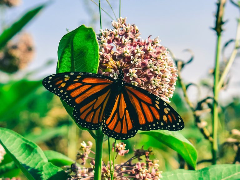 Flutter down for this Monarch Butterfly Update!