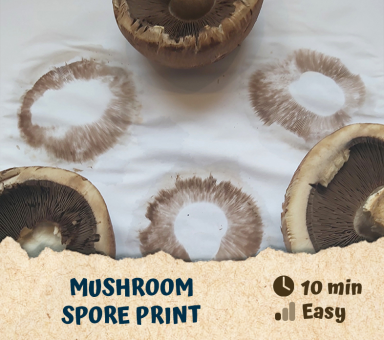 Mushroom Spore Prints