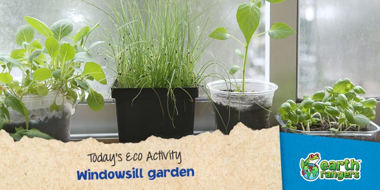 Eco-Activity: Windowsill garden