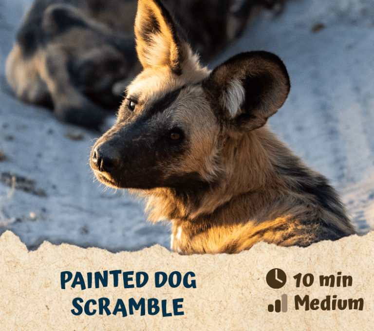 Painted Dog Scramble