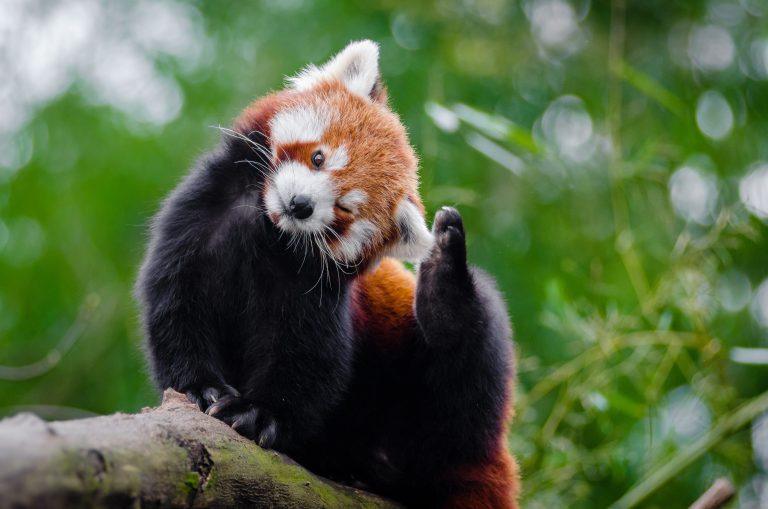 This Red Panda Update is Pandastic!