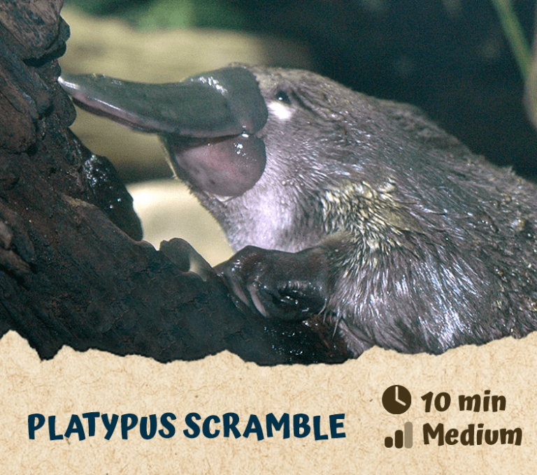 Platypus Scramble