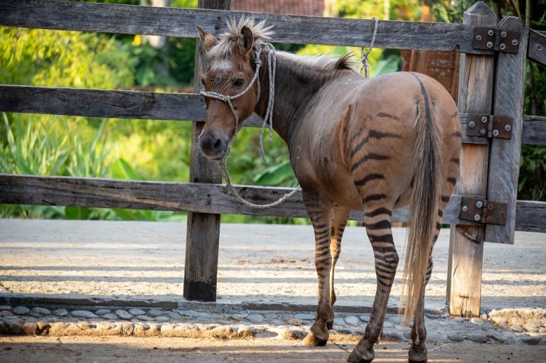 Animal Hybrids