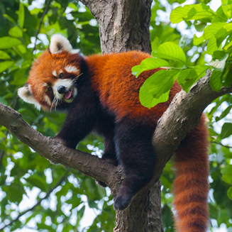 Des habitants à la rescousse des pandas roux !  Éco Héros - L'organisation  des enfants pour la conservation