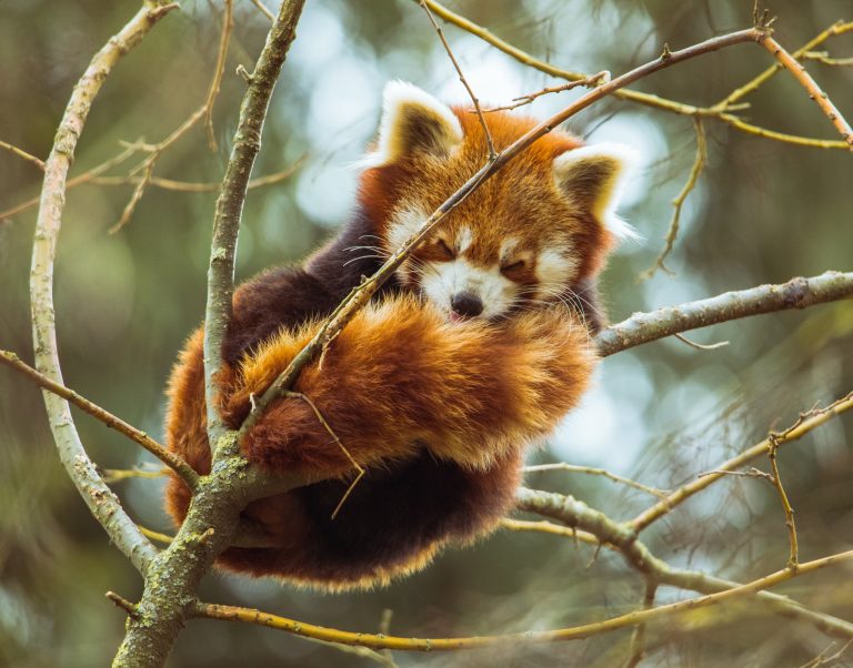 Adelia Goodwin’s Secret Journal – Save the Red Panda