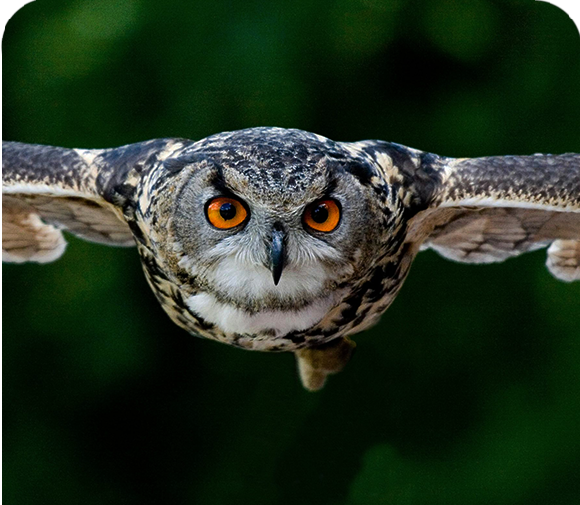 Flight Interrupted: An Owl-some Adventure