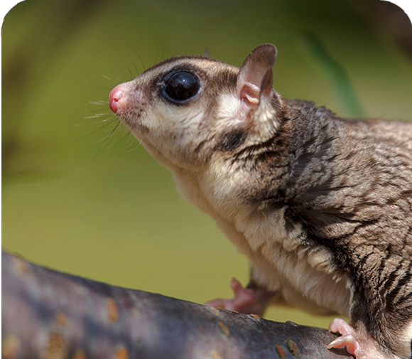 Soaring Secrets: Emma’s Squirrelly Discovery