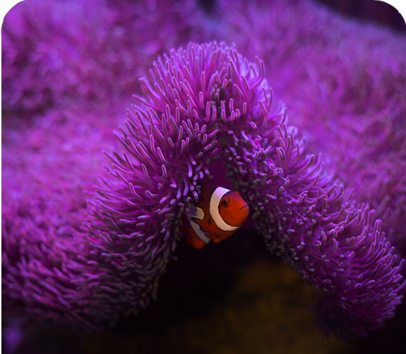 Clownfish & Their Perfect Match!