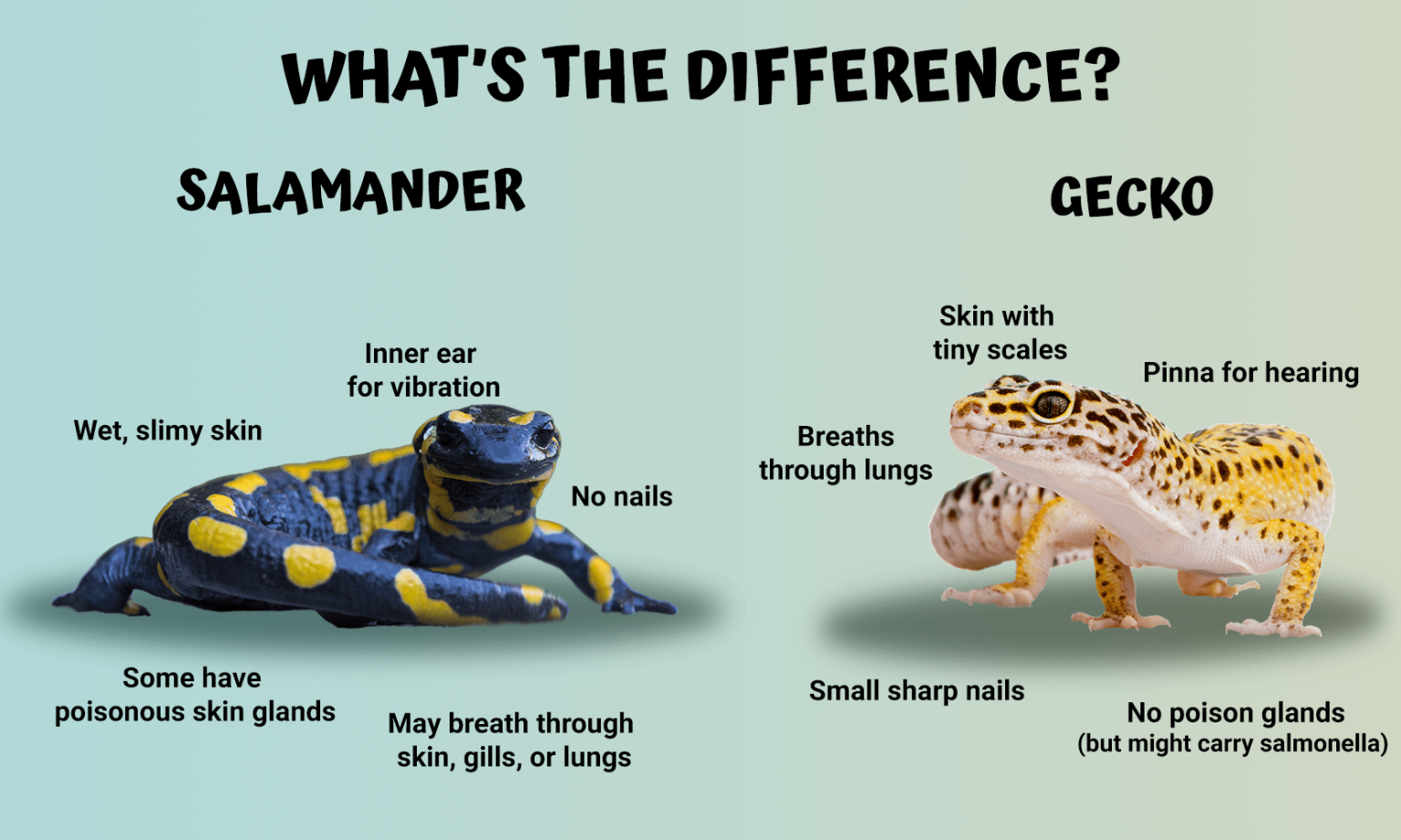 Salamander VS Gecko – The Ultimate Showdown! - Earth Rangers