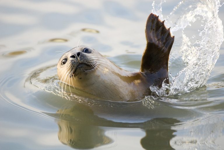 Caption This: What is this seal thinking?