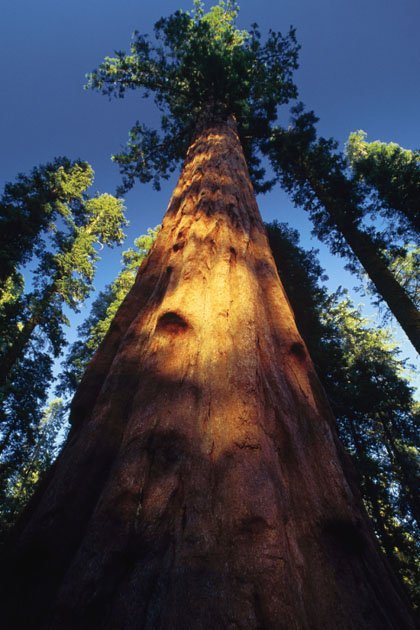 Sequoia redwood tree