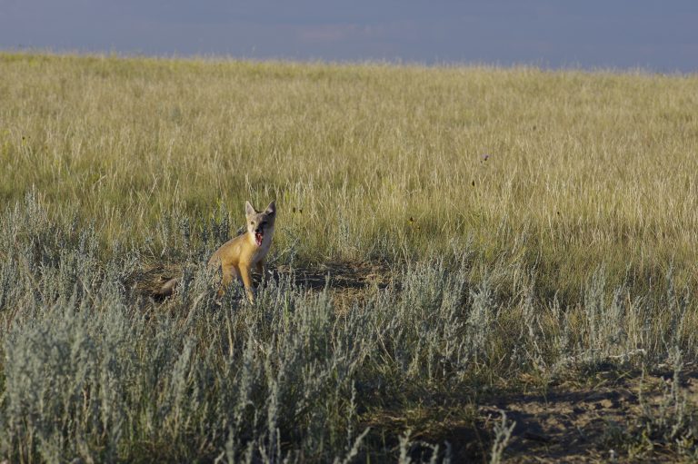 Did You Adopt a Swift Fox This Year? Here’s What We Accomplished Together!