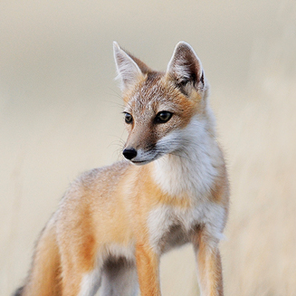 The Swift Fox Returns — Let’s Save Their Habitat!