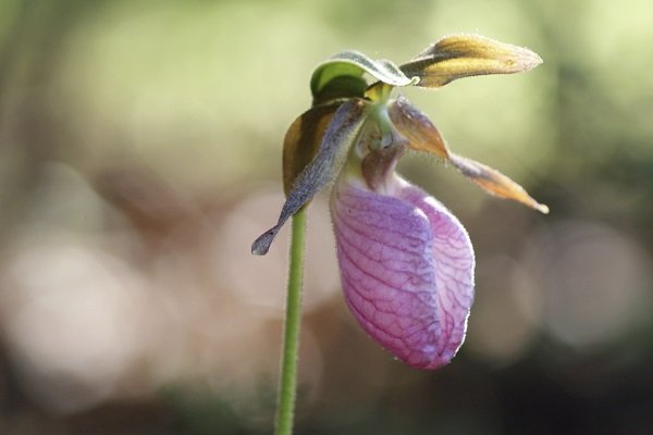 Wenus pantofelek (calypso bulbosa)