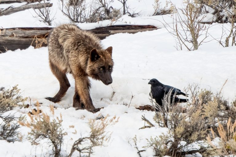 Unusual Animal BFFs