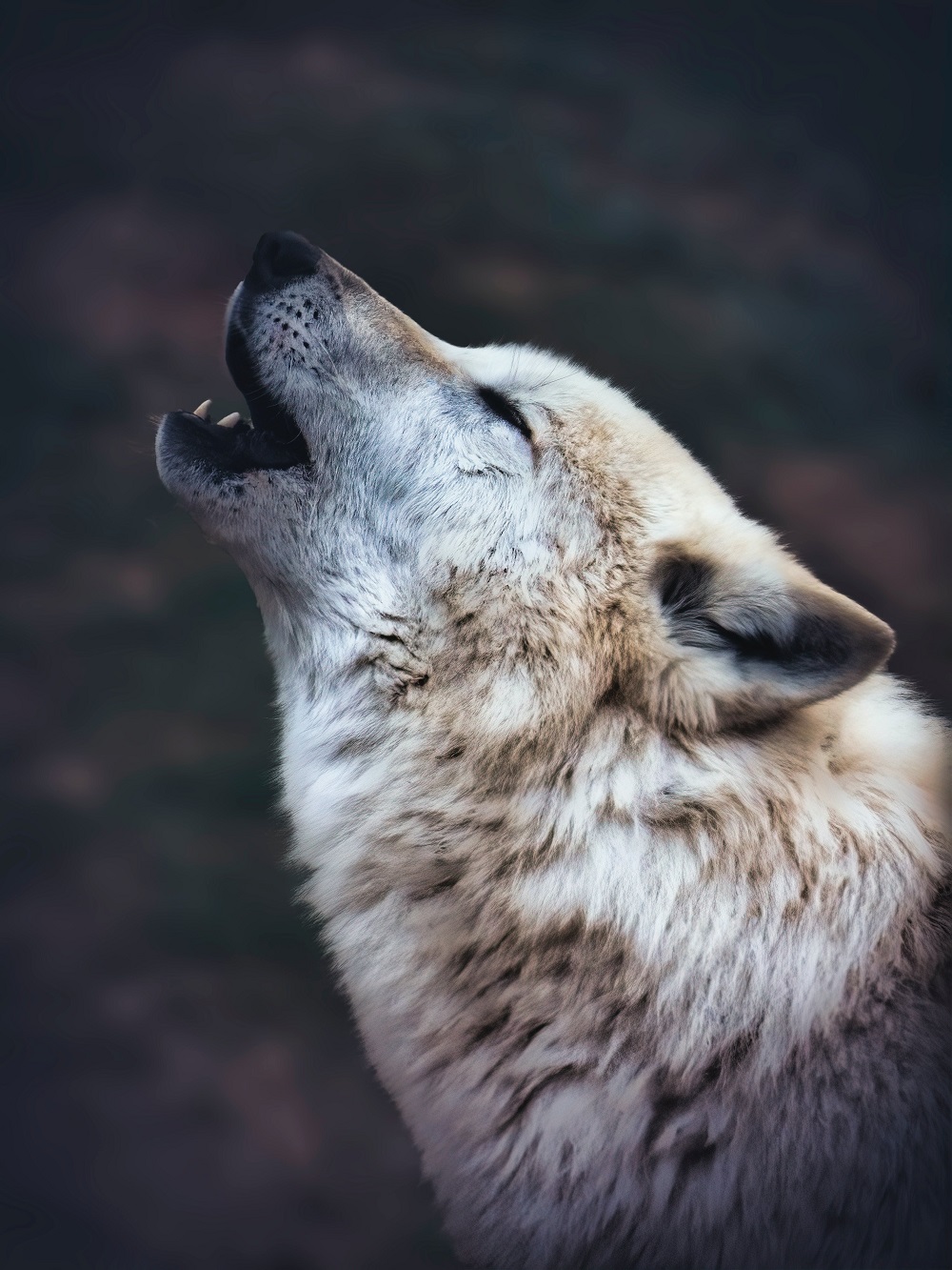 Can you wolf-igure out what’s true or false? - Earth Rangers