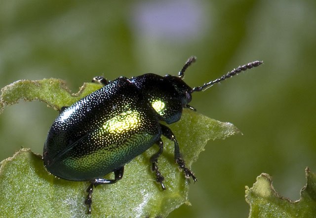 Dock beetle