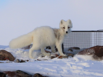 Connecting with Kayla for an Arctic Fox update!