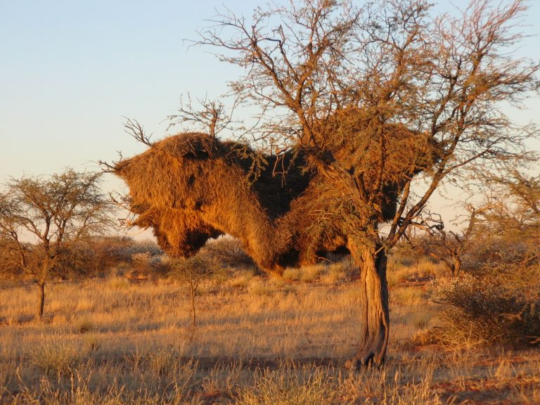 sociable weaver bird nest