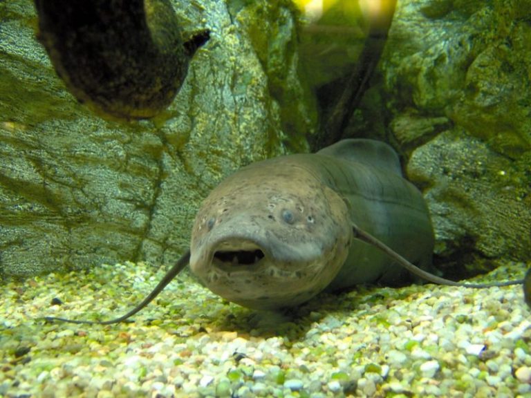 african lung fish