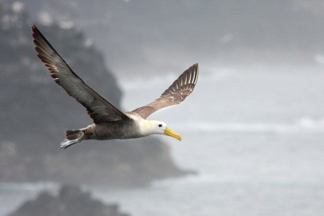 Albatross Wings