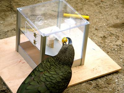 parrot using tool