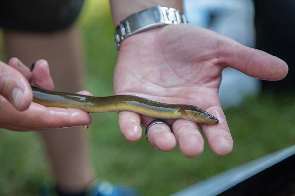 American Eels and Their Ladders