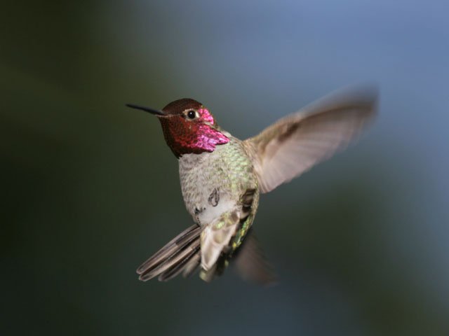 anna's humming bird flight