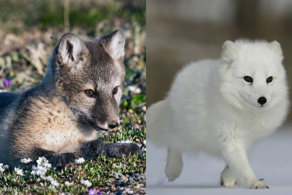 arctic fox summer coat vs winter coat