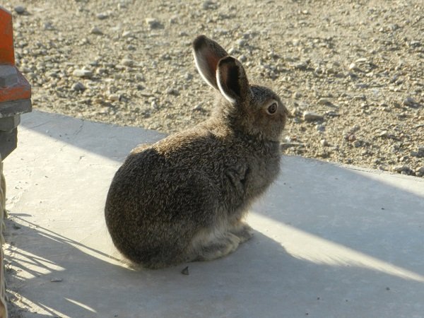 arctic hare summer flickr credit alan sim