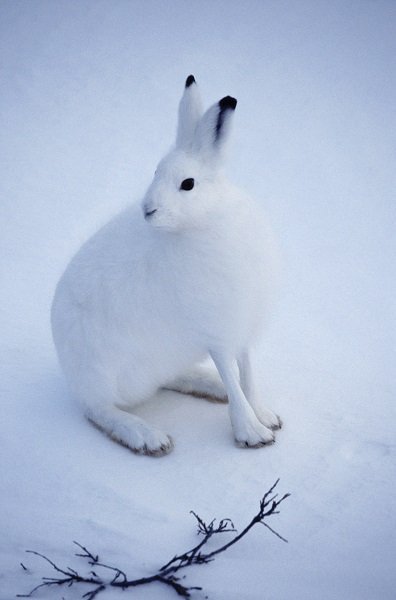 arctic hare winter