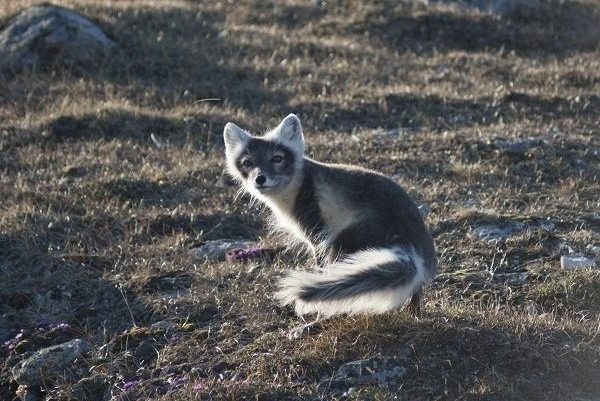 Arctic fox summer