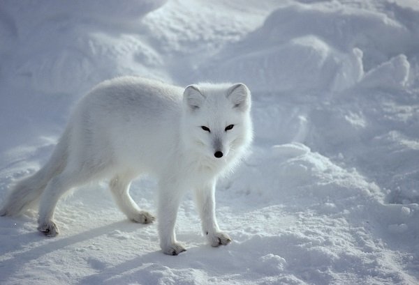 Arctic fox winter