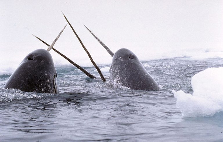 arctic water narwhal