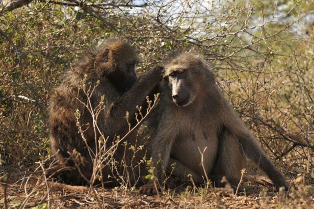 Social Baboons