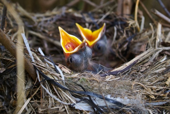 hungry baby birds