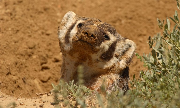 Caption This: What is this Badger Thinking?