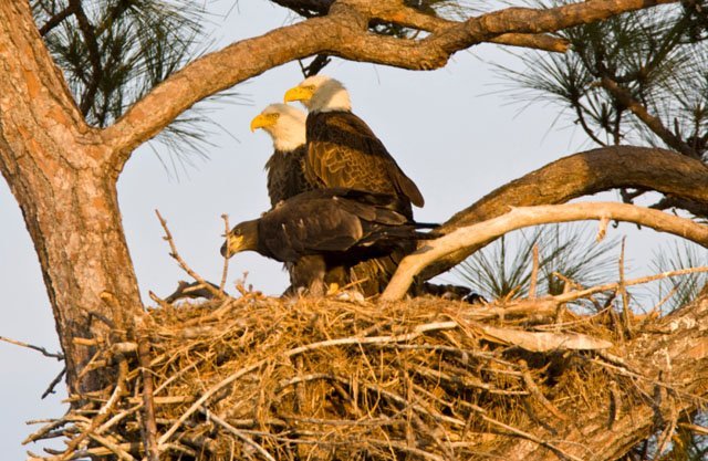 bald eagle family nest sunset