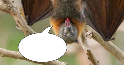 Caption This! What’s This Bat Thinking?