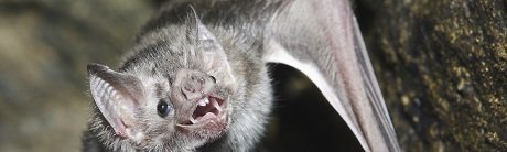 What Kind of Bat Are You?