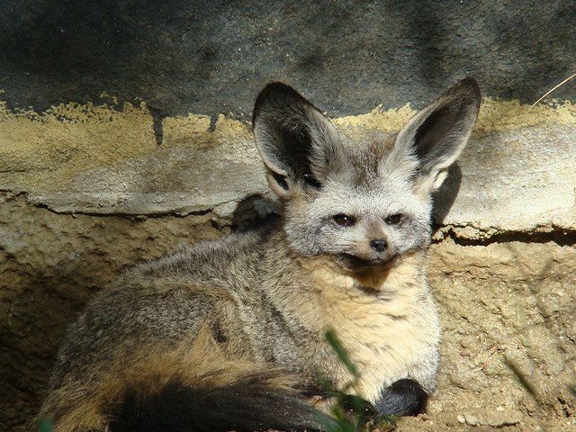 bat eared fox