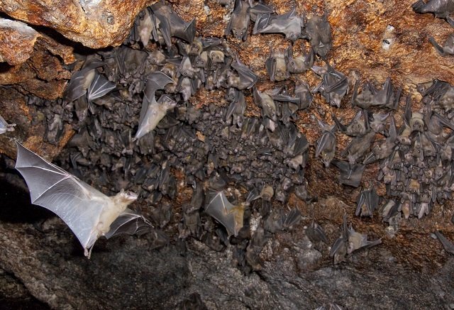 bats hibernate in winter